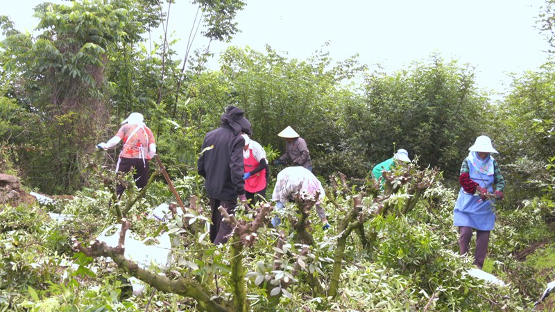 工人們采摘成熟的花椒。