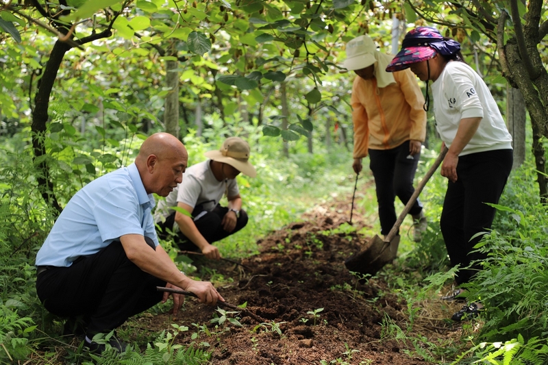 獼猴桃林下養蚯蚓 生態與發展雙贏。