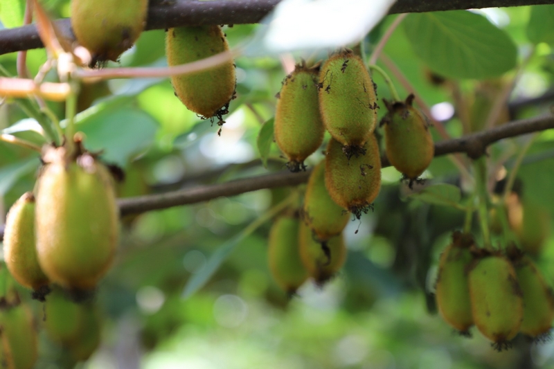 獼猴桃林下養蚯蚓 生態與發展雙贏。