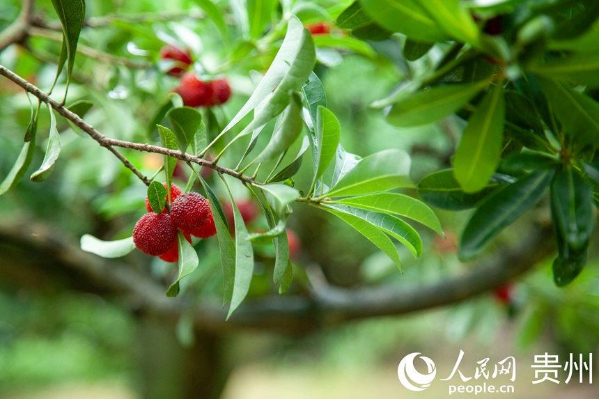 阿栗村楊梅進入采摘期。人民網 龍章榆攝