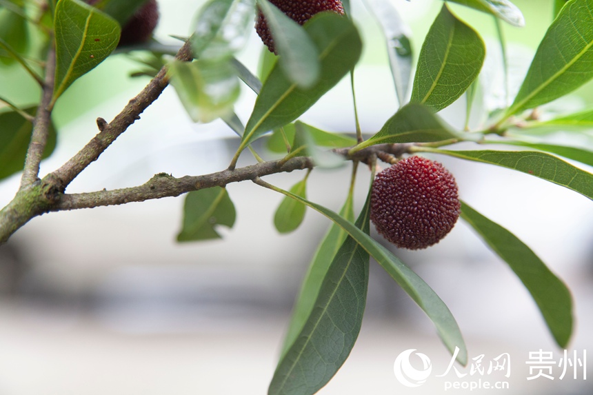 阿栗村楊梅進入采摘期。人民網 龍章榆攝