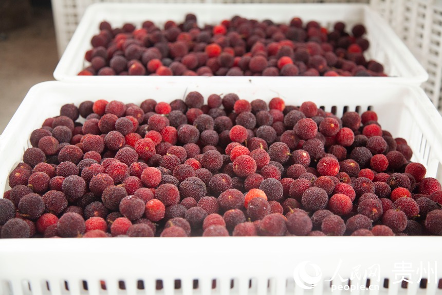 阿栗村楊梅進入采摘期。人民網 龍章榆攝