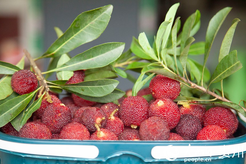 阿栗村楊梅進入采摘期。人民網 龍章榆攝