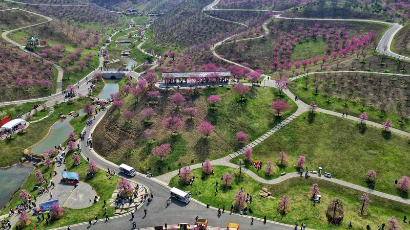 貴州梅園迎賞花客流高峰。石照昌攝