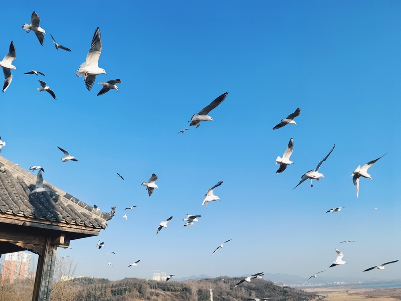 威寧草海上空中翱翔的海鷗。聶嬌