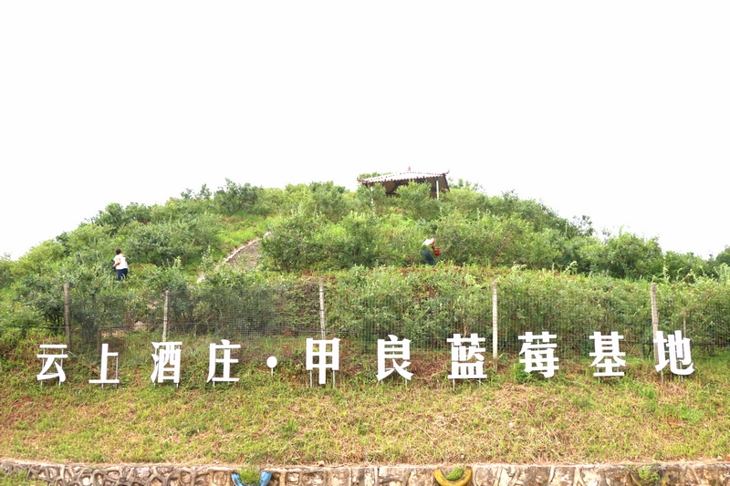 甲良藍莓基地。