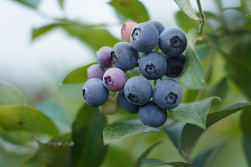 漫山藍莓掛滿枝。