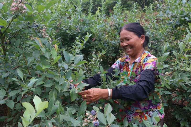 工人笑摘藍莓。