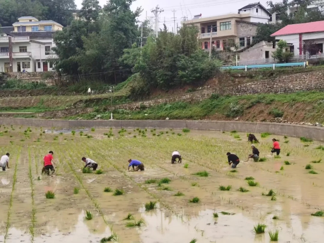 堰坪村群眾插秧.webp.jpg