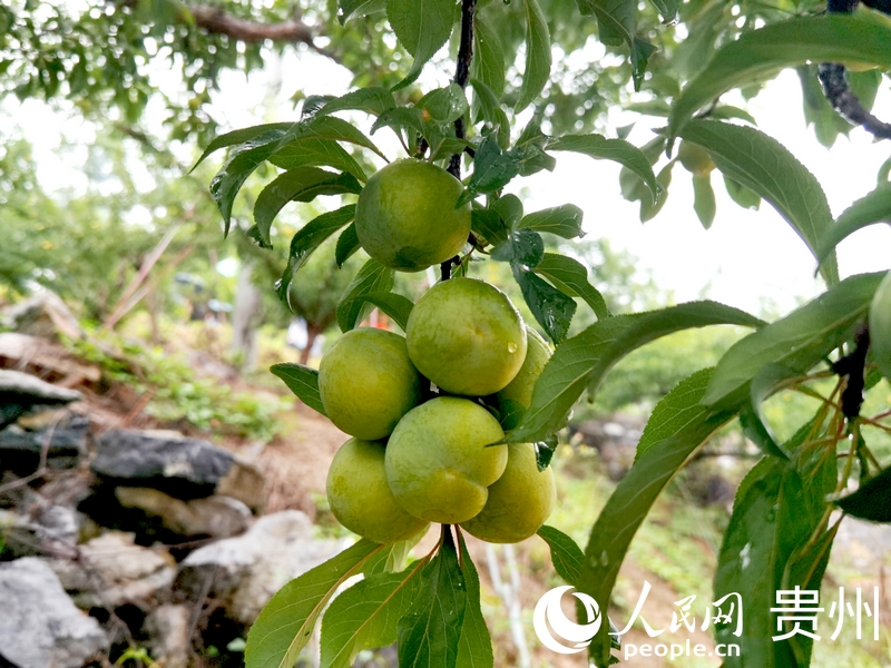 沉甸甸的果實綴在枝頭。人民網記者 王秀芳攝