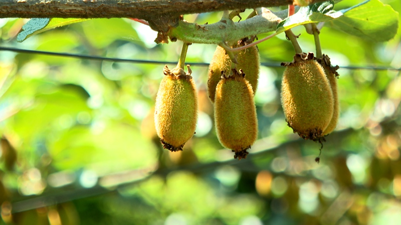 圖為幼果掛滿枝頭。