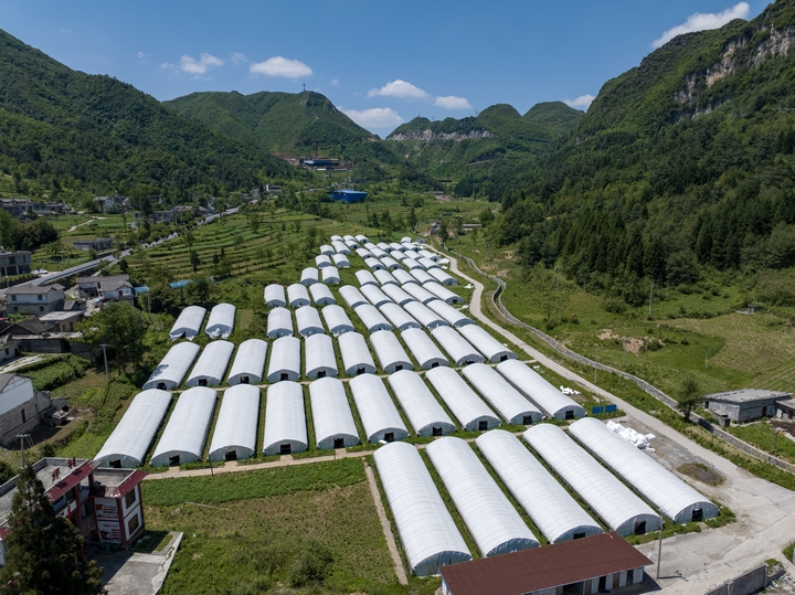 赫章縣草子坪村的70個平菇大棚。陳春志 攝.jpg