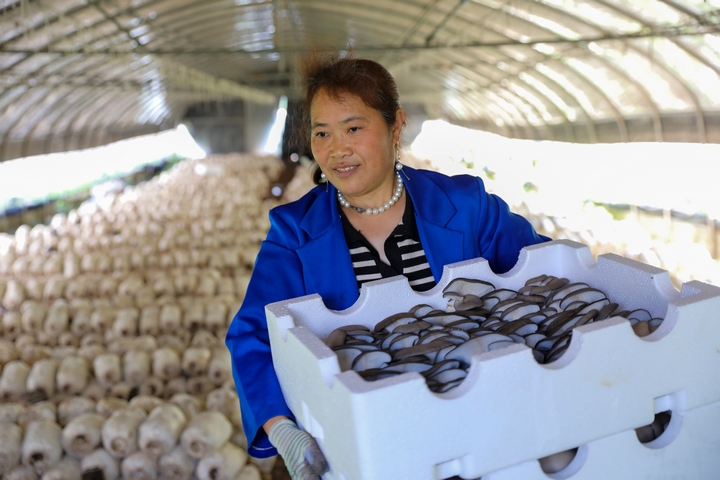 赫章縣草子坪村務工人員采收蘑菇。陳春志 攝.JPG