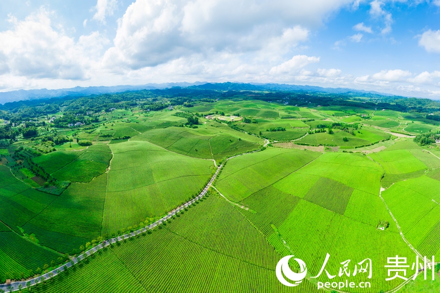 航拍貴州省遵義市湄潭縣萬畝茶海景區。人民網記者 涂敏攝