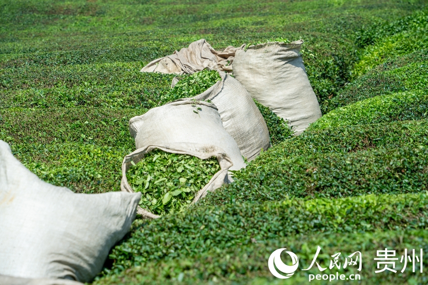 茶園內等待裝車的茶葉。人民網 陽茜攝