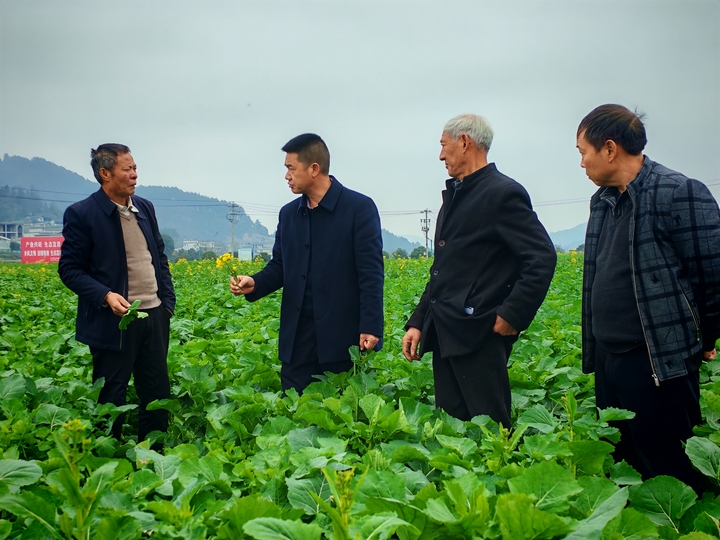 科技特派員到銀水村指導油菜管護。.jpg