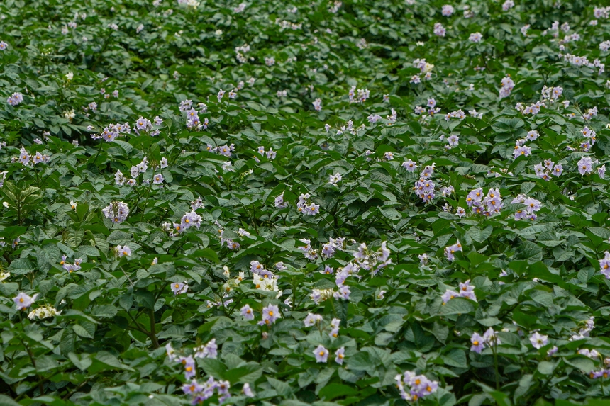 6月23日，在威寧自治縣雪山鎮馬鈴薯種植基地，馬鈴薯花開成“?！?。