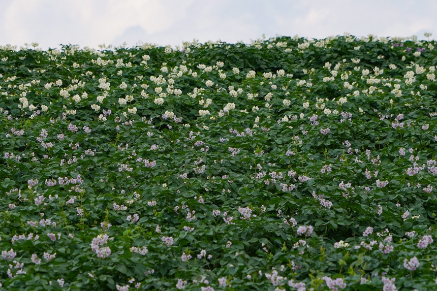 6月23日，在威寧自治縣雪山鎮馬鈴薯種植基地，馬鈴薯花白紫交織，肆意綻放。