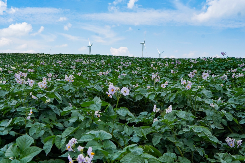 6月23日，在威寧自治縣雪山鎮馬鈴薯種植基地，馬鈴薯花漫山遍野，肆意綻放。