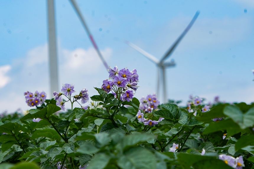 6月23日，在威寧自治縣雪山鎮馬鈴薯種植基地，馬鈴薯花肆意綻放。