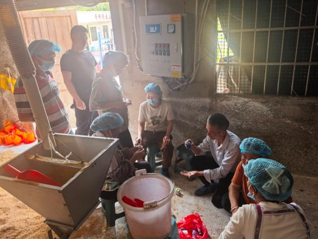 黨建引領“小肉雞”孵出鄉村振興“金鳳凰”。