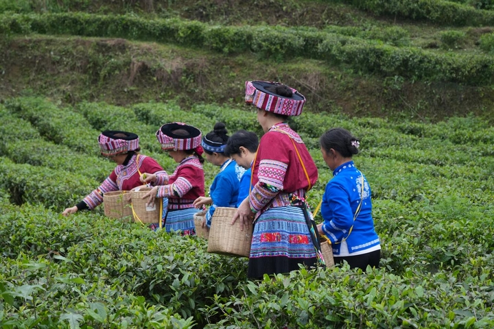 游客身著苗族服飾采摘茶葉.jpg