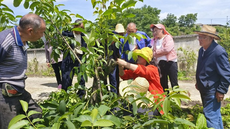 貴州省林業科學研究院核桃研究所專家服務團深入息烽縣青山苗族鄉綠化村為群眾講解核桃嫁接技術。