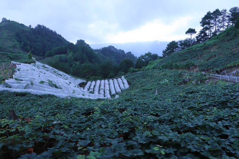 水晶葡萄種植基地。