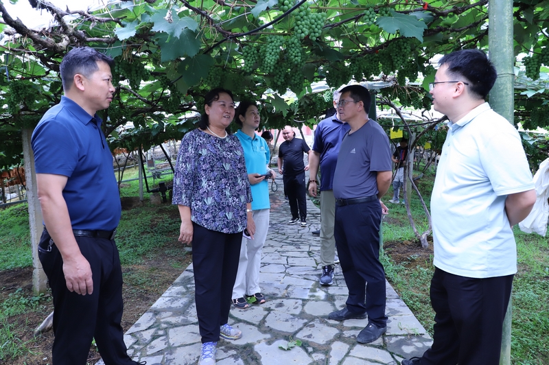 查看葡萄長勢情況。