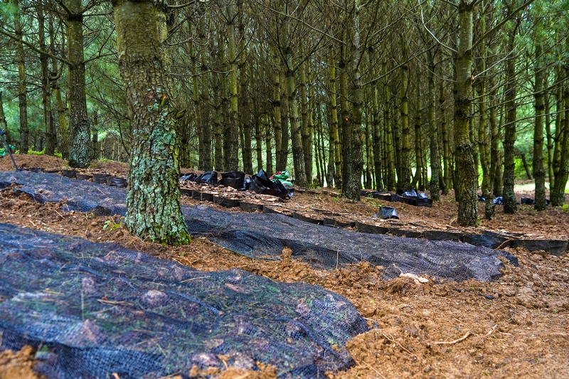 雪山鎮狗街村已培育的天麻固定苗床。趙慶能攝