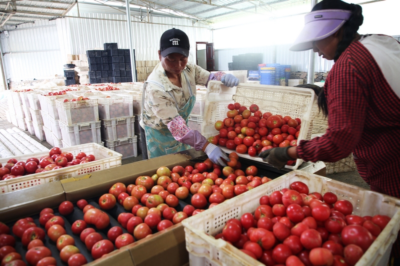 務工工人正在基地廠房內進行西紅柿分揀。