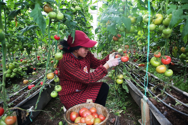 務工工人正在溫室大棚里采摘西紅柿。