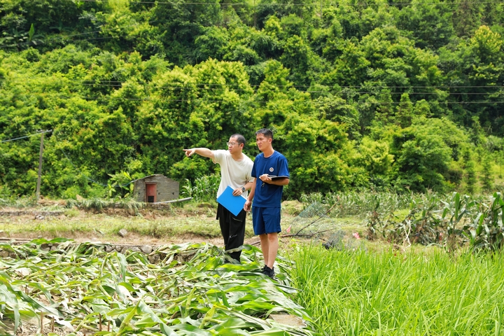 南明鎮工作人員開展農作物受災核災工作。楊菊梅攝