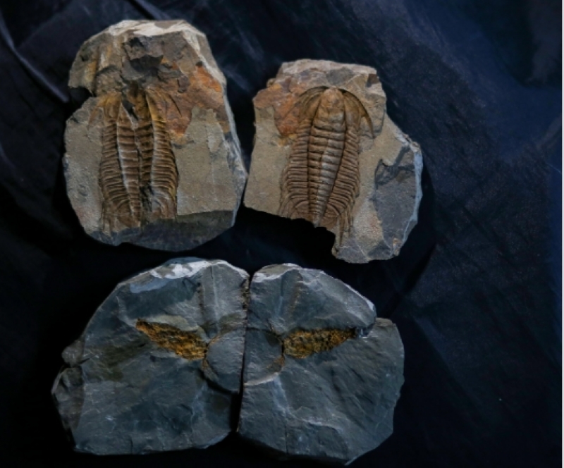 劍河古生物化石是寒武紀生命大爆發的見證。龍順偉攝