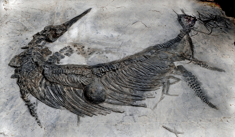 關嶺化古生物化石是研究海洋生物演化過程的重要實證。貴州省林業局供圖