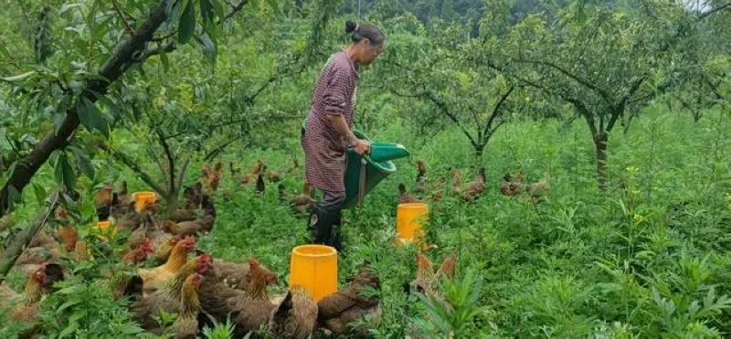 發展林下養雞產業。