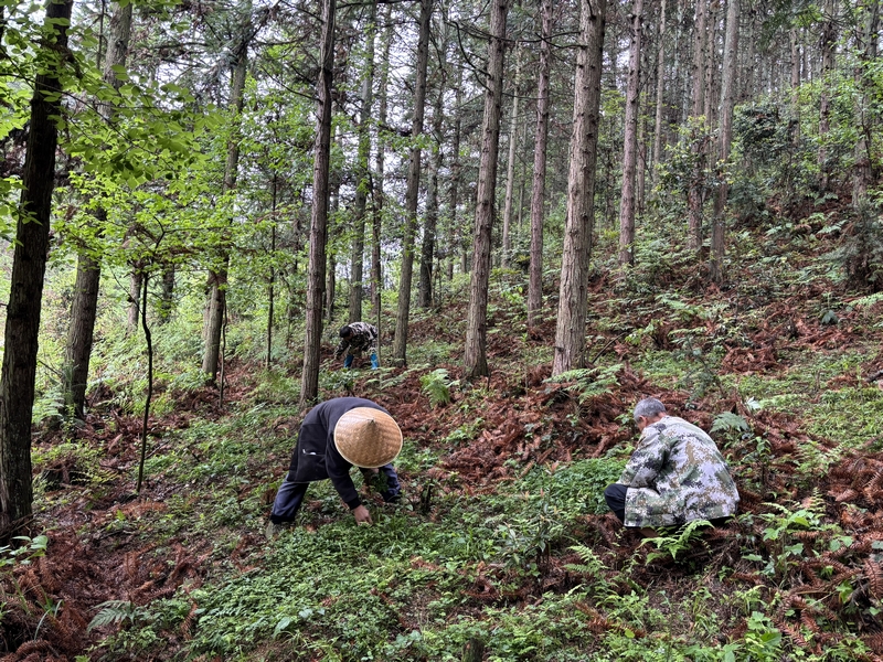 高寨鄉杠寨林場務工群眾正在拔黃連苗。