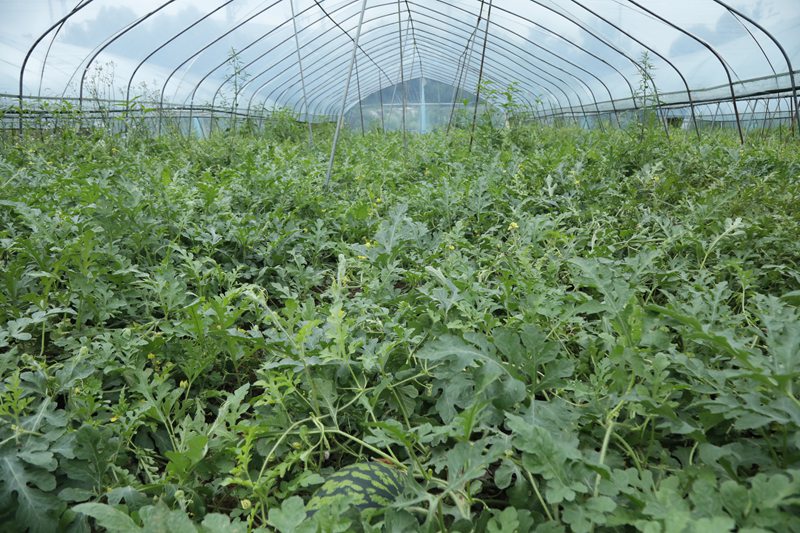 七星關區青龍街道河尾社區麒麟西瓜種植基地。