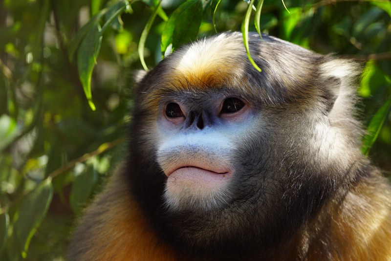 黔金絲猴。周海翔攝