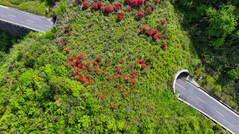 2025年5月1日，在貴州梵凈山國家級自然保護區拍攝的龍門坳生態廊道。李鶴攝