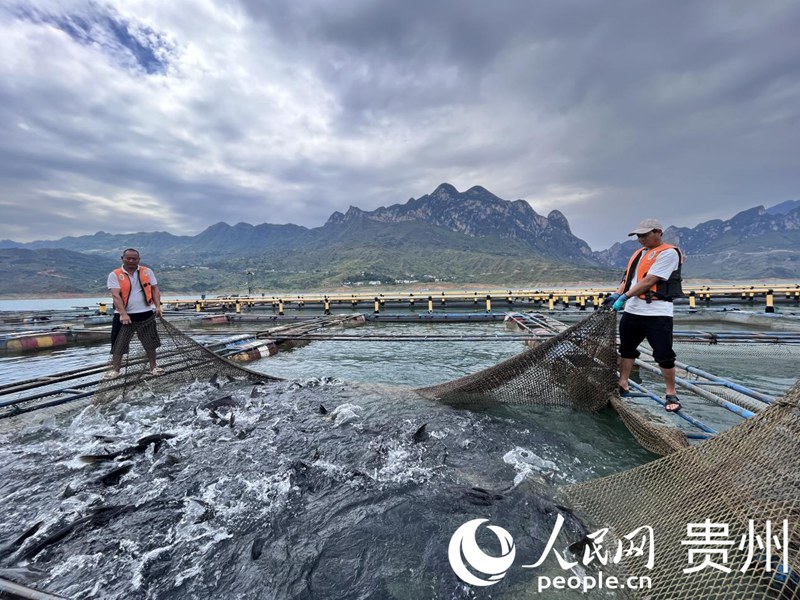 暫養箱內滿載生態魚。人民網 陳潔泉攝
