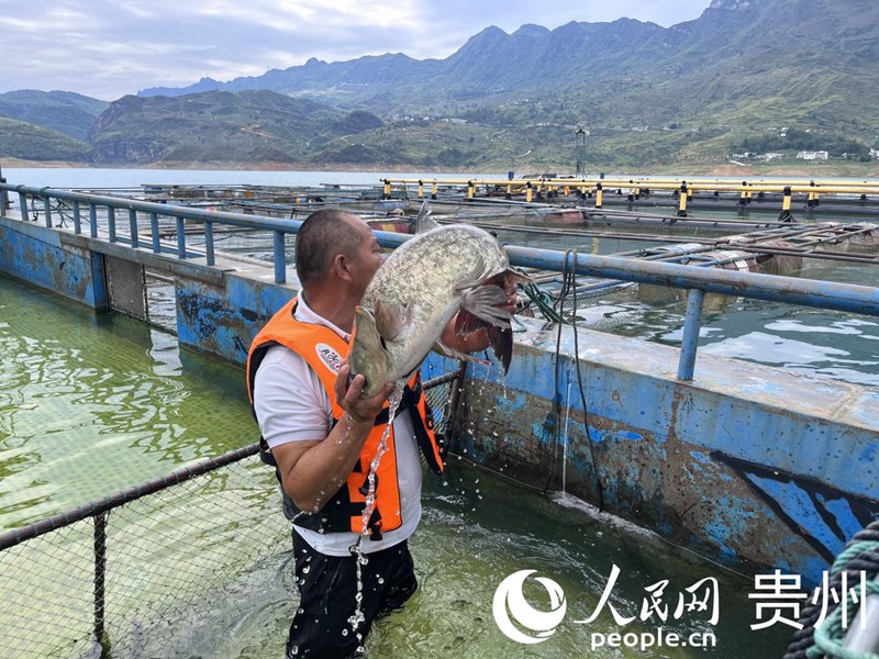 暫養箱內滿載生態魚。人民網 陳潔泉攝