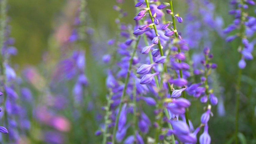 迎來盛花期的玉簪花。李杰攝