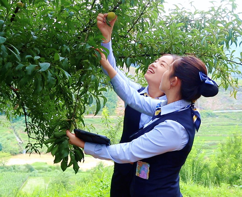 郵儲銀行安順市分行員工走訪六馬蜂糖李種植基地。