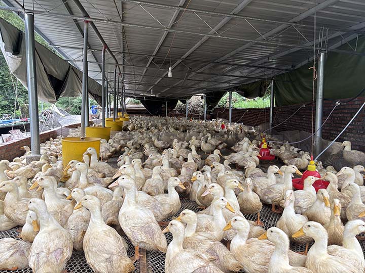 在位于該縣羊磴鎮棉地村金星組的閑置廠房，如今已是一派熱鬧繁忙的景象，近萬只鴨子在養殖區域內踱步、覓食。（王洪婭攝）