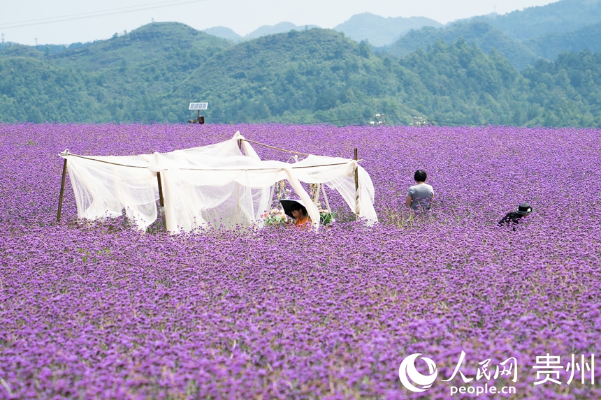 花海中擺放了打卡設施方便游人拍照。人民網 陽茜攝
