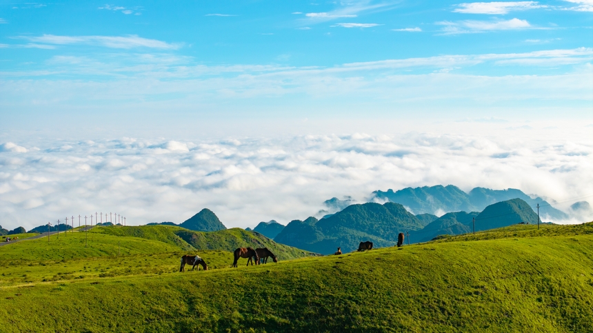 7月6日，牧群在貴州省畢節市赫章縣阿西里西大草原覓食。張榮升攝