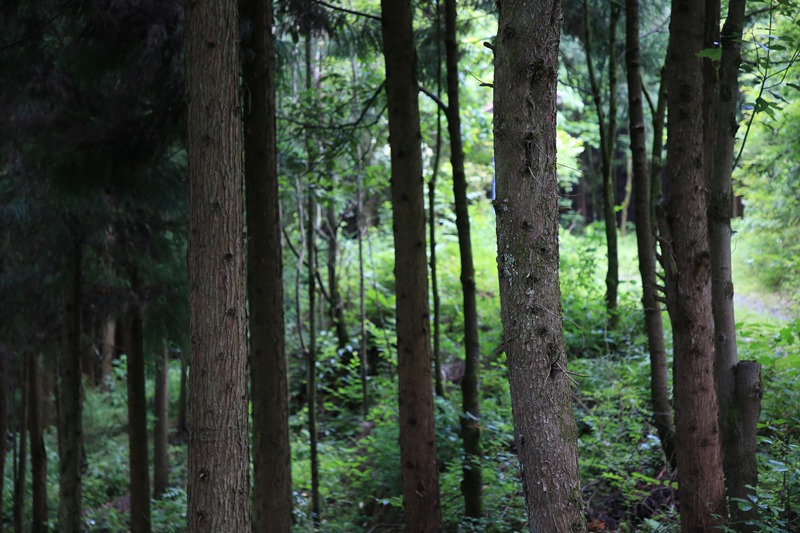 七星關區白馬山國有林場樹木長勢茂盛。