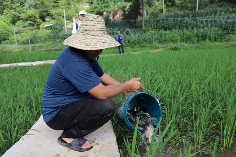 村民將鯉魚倒入稻田。