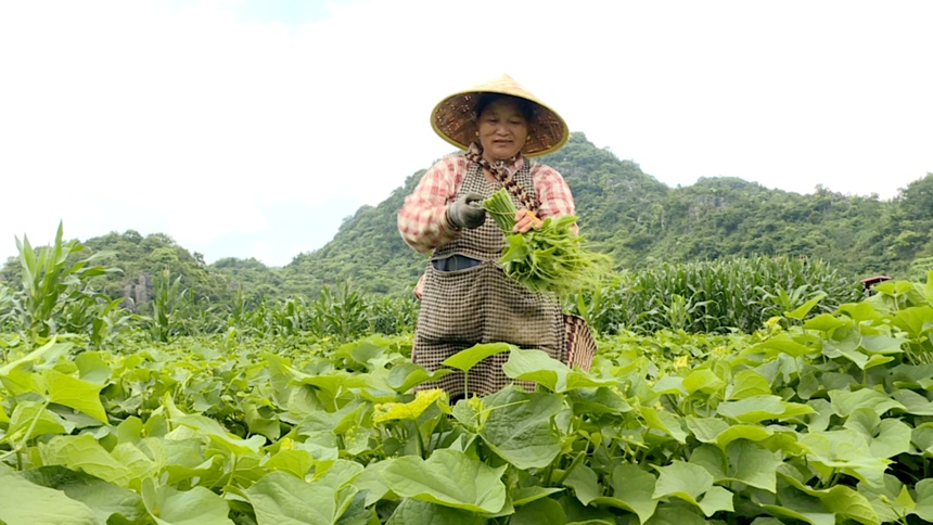 圖為村民正在掐采佛手瓜尖。